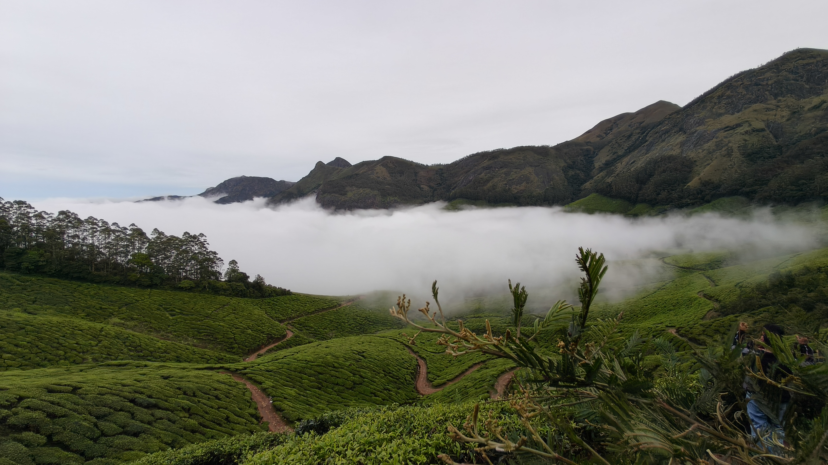 Kolukkumalai tea plantation with a valley filled with white clouds against mountain backdrop